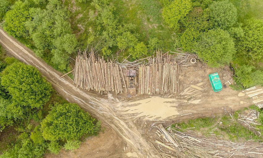Карпаты стремительно "лысеют": в сети показали фото бедствия