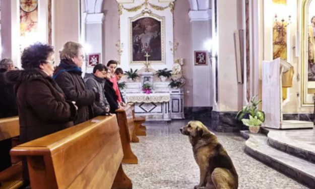 Пес щодня приходить до церкви і лежить там годинами: причина змушує плакати