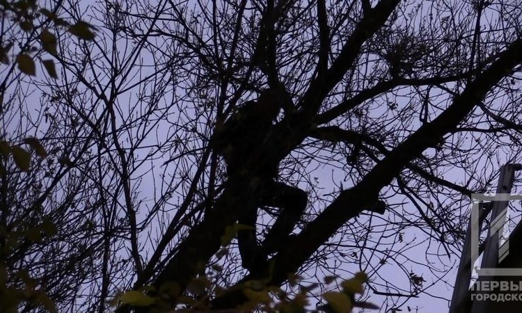 Криворожанин в состоянии наркотического опьянения всю ночь сидел на дереве