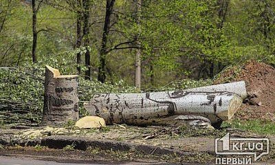 Деревья в Кривом Роге омолаживают вырубкой?