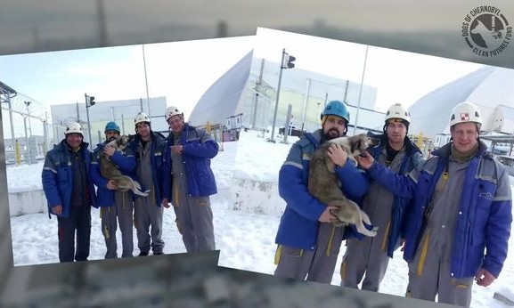 У Чорнобилі працівники врятували собаку, який заліз на саркофаг: відео