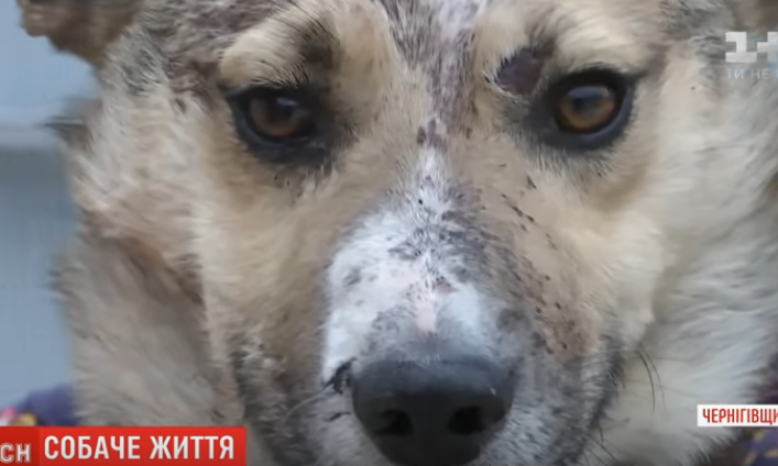 Сельский самосуд за искусанного ребенка: отец побил молотком соседского пса