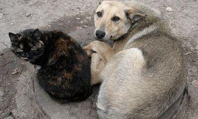 В Кривом Роге пройдет акция в защиту бездомных животных