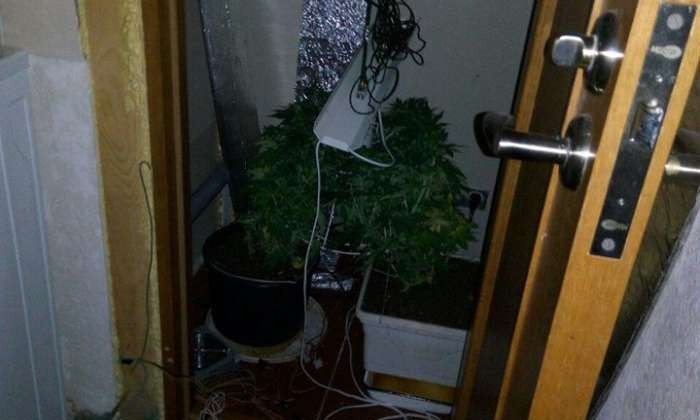 В Саксаганском районе Кривого Рога в квартире выращивали коноплю