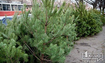 В Кривом Роге начали продавать новогодние елки. Полиция проводит рейды 