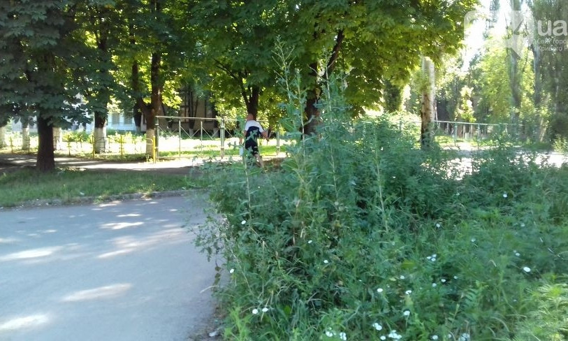 В Кривом Роге амброзия достигла высоты человеческого роста