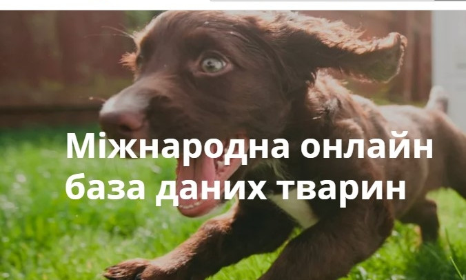 Сколько чипированных собак в Кривом Роге?
