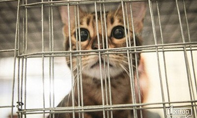 Жители Кривого Рога просят сделать котов частью экосистемы города