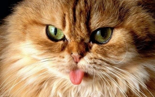 20 животных, у которых произошла маленькая драма Фото № 0 20 животных, у которых произошла маленькая драма Фото № 0