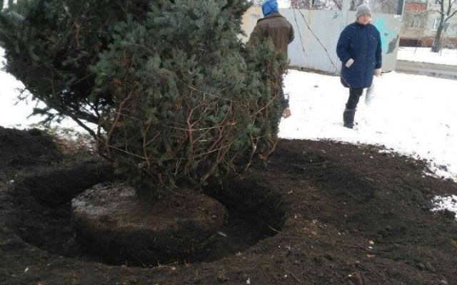 В Кривом Роге по заданию чиновника пытались выкопать 6-метровую ель Фото № 5 В Кривом Роге по заданию чиновника пытались выкопать 6-метровую ель Фото № 5