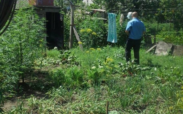 Полиция Кривого Рога на дачном участке обнаружила плантацию конопли Фото № 1 Полиция Кривого Рога на дачном участке обнаружила плантацию конопли Фото № 1