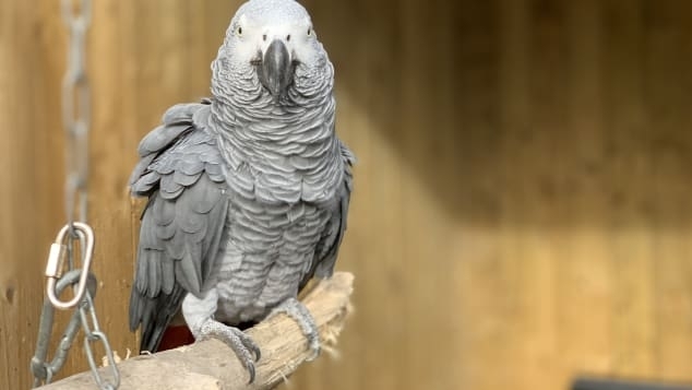 В Англии из парка природы пришлось убрать попугаев — они матерились на посетителей Фото № 0 В Англии из парка природы пришлось убрать попугаев — они матерились на посетителей Фото № 0