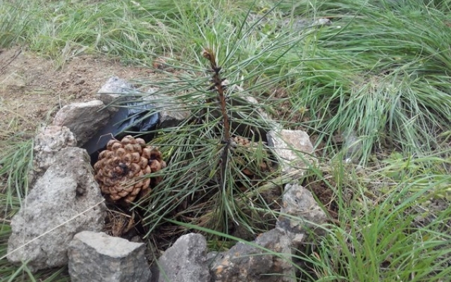 На Карачуновском водохранилище высаживают саженцы сосны Фото № 2 На Карачуновском водохранилище высаживают саженцы сосны Фото № 2