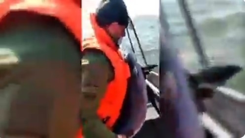 Военные пограничники записали на видео операцию спасения дельфиненка в Азовском море Фото № 1 Военные пограничники записали на видео операцию спасения дельфиненка в Азовском море Фото № 1
