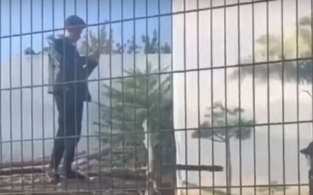 Мужчина подшофе залез в вольер со львами (ВИДЕО) Фото № 0 Мужчина подшофе залез в вольер со львами (ВИДЕО) Фото № 0