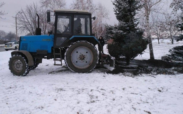 В Кривом Роге по заданию чиновника пытались выкопать 6-метровую ель Фото № 3 В Кривом Роге по заданию чиновника пытались выкопать 6-метровую ель Фото № 3