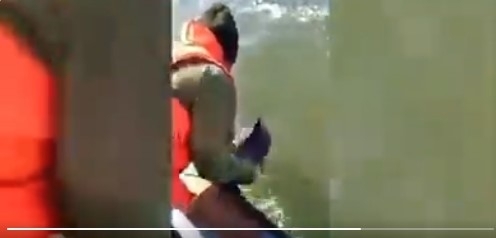 Военные пограничники записали на видео операцию спасения дельфиненка в Азовском море Фото № 0 Военные пограничники записали на видео операцию спасения дельфиненка в Азовском море Фото № 0