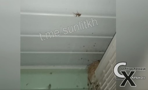 Новая напасть в Кирилловке - пауки (ВИДЕО) Фото № 0 Новая напасть в Кирилловке - пауки (ВИДЕО) Фото № 0