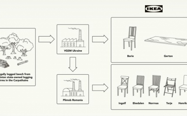 Стулья для известного магазина IKEA делают из незаконно вырубленных украинских деревьев (ФОТО, ВИДЕО) Фото № 2 Стулья для известного магазина IKEA делают из незаконно вырубленных украинских деревьев (ФОТО, ВИДЕО) Фото № 2