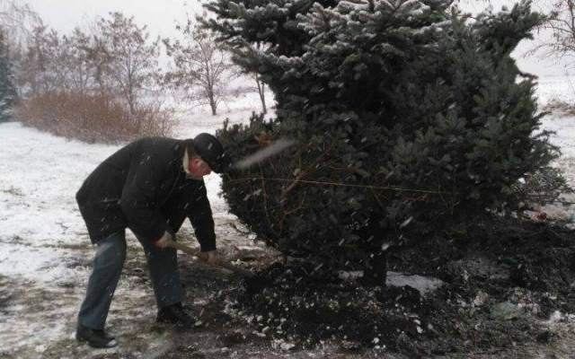 В Кривом Роге по заданию чиновника пытались выкопать 6-метровую ель Фото № 2 В Кривом Роге по заданию чиновника пытались выкопать 6-метровую ель Фото № 2