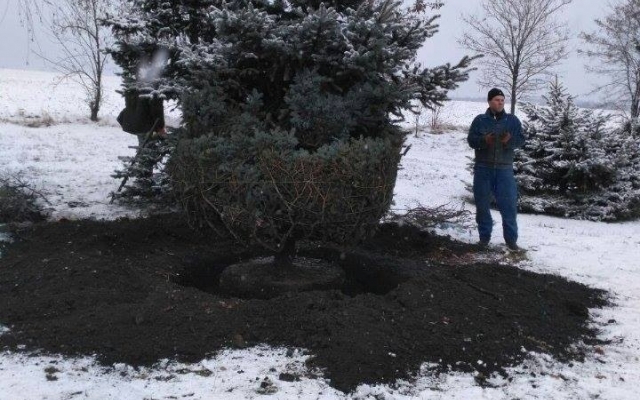 В Кривом Роге по заданию чиновника пытались выкопать 6-метровую ель Фото № 7 В Кривом Роге по заданию чиновника пытались выкопать 6-метровую ель Фото № 7
