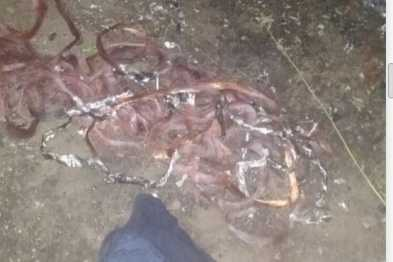 Житель Кривого Рога в ожидании суда продолжал воровать Фото № 0 Житель Кривого Рога в ожидании суда продолжал воровать Фото № 0