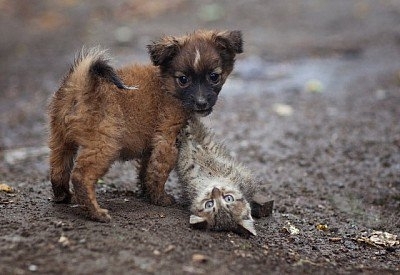 Бездомных собак и кошек посчитают весной Фото № 0 Бездомных собак и кошек посчитают весной Фото № 0