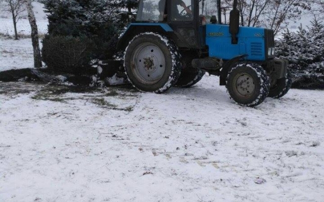 В Кривом Роге по заданию чиновника пытались выкопать 6-метровую ель Фото № 4 В Кривом Роге по заданию чиновника пытались выкопать 6-метровую ель Фото № 4