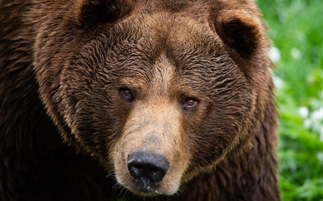 На Прикарпатье медвежонок шалил на свалке и На Прикарпатье медвежонок шалил на свалке и