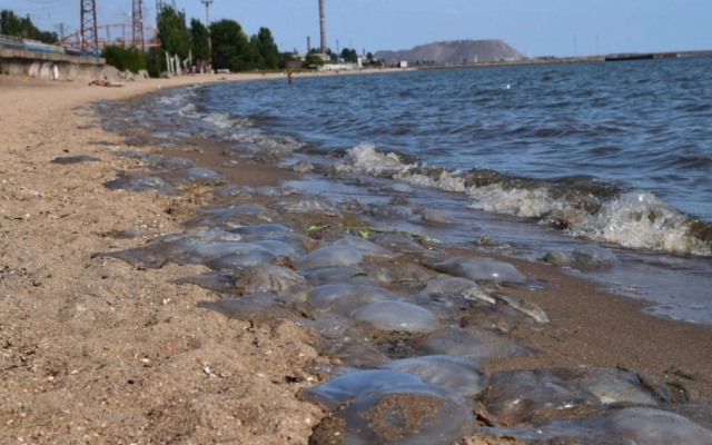 В Мариуполе увидели В Мариуполе увидели