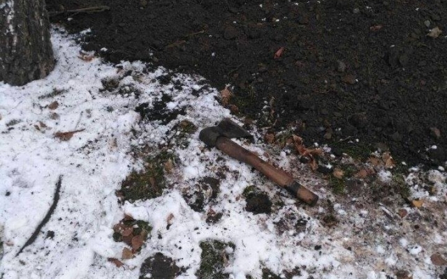 В Кривом Роге по заданию чиновника пытались выкопать 6-метровую ель Фото № 6 В Кривом Роге по заданию чиновника пытались выкопать 6-метровую ель Фото № 6