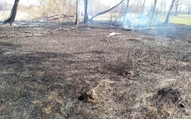 Пенсионерка подожгла лес, чтобы Пенсионерка подожгла лес, чтобы