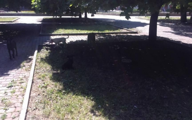 Парк возле ДК Центрального ГОКа в Кривом Роге приводит криворожан в ужас Фото № 8 Парк возле ДК Центрального ГОКа в Кривом Роге приводит криворожан в ужас Фото № 8